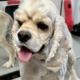 Mercedes - Cocker Spaniel