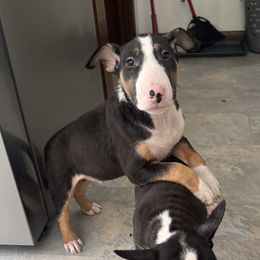 Jack - Black tan and white male Bull Terrier puppy in Jasper, Indiana from Beautiful Bullies
