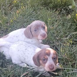 Toffee - Chocolate and cream female Dachshund puppy in Sacramento, California from Family and Farm Friendly Dachshund