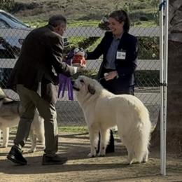 Great Pyrenees All Grown Up from McCarthy Ranchette LLC
