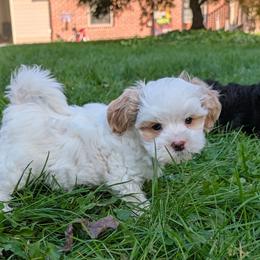 Screech - Gold and white male Shihpoo puppy in Coshocton, Ohio from Forever Family Puppies