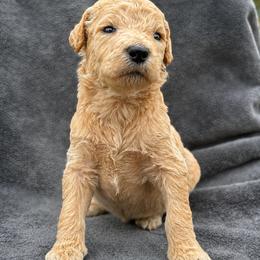 Carol (Captain Marvel) - Apricot female Poodle puppy in Lecanto, Florida from Lecanto Puppy