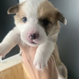Boy 3 - Red Pembroke Welsh Corgi puppy in Cumming, Georgia from Carter’s Corgis LLC