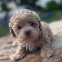Elmo - Apricot male Poodle puppy in Purdy, Missouri from The Dynasty