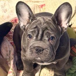 Waverly Hills Sanatorium - Blue female French Bulldog puppy in Deer Park, Texas from Lots of Ropes French Bulldogs
