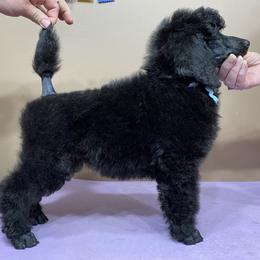 Poodle Puppies from Piccolo's Poodles
