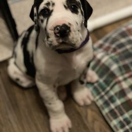 Dachshund and Great Dane Puppies from Bellator Danes & Mini Dachshunds