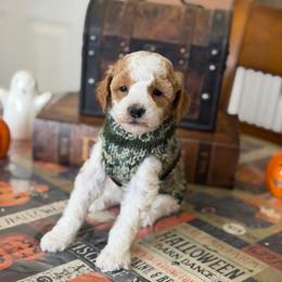 Rubble - Parti male Poodle puppy in Cedar City, Utah from Precious Paws Ranch
