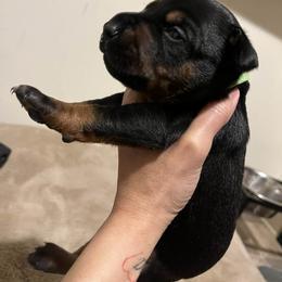 Max - Black and rust male Doberman Pinscher puppy in Newberg, Oregon from De Mata Dobermann Kennel