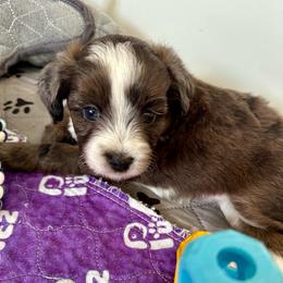 Girl 4 - Blue merle female Aussiedoodle puppy in Martin County, Florida from Biggie Ranch