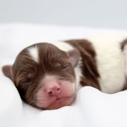 Dumbledore - Chocolate and white male Havapoo puppy in Hendersonville, North Carolina from Grayfinn House