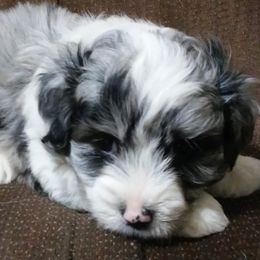 Aussiedoodles, Miniature American Shepherds, and Poodles from Deer Run Farm