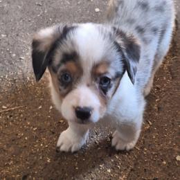 E32 - Blue male Companion Cross puppy in Fairview, South Dakota from Dakota Toy Aussies