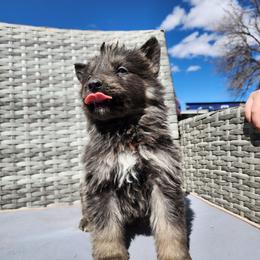 Taffyta - Blue female German Shepherd puppy in Los Lunas, New Mexico from Mali's German Shepherds LLC