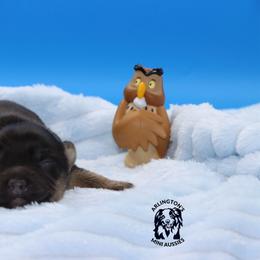 Owl - Black tri male Miniature Australian Shepherd puppy in Weeki Wachee, Florida from Arlington's Mini Aussies