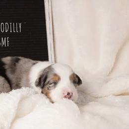 Australian Shepherd Puppies from Take Five Aussies