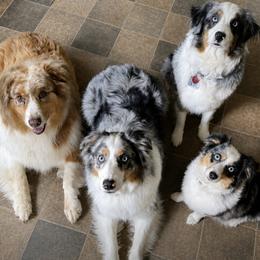 Aussiedoodle puppies from Drew’s Aussies & Doodles
