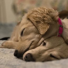 Dachshunds from Uptown Doxies LLC