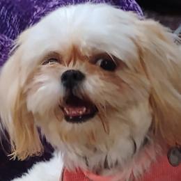 Be-Be - Shih Tzu