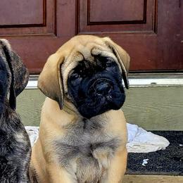 Mastiffs from Bittersweet Lane Mastiffs