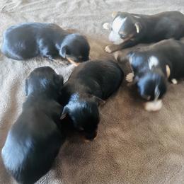 Yorkshire Terrier puppies from Erika's Yorkshire Terriers
