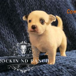 Comet - Blue male Australian Cattle Dog puppy in Silsbee, Texas from Rockin ND Ranch