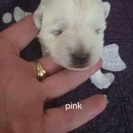 Pink - White female West Highland White Terrier puppy in Mayo, Florida from Carrot Tails LLC