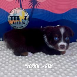 Yorick - Red tri-color male Australian Shepherd puppy in Tucson, Arizona from TTTNT Aussies