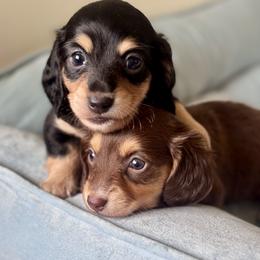 Dachshund puppies from DivaDoxi