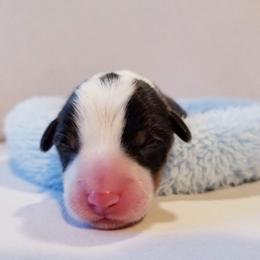 American Corgi and Pembroke Welsh Corgi Puppies from Whimsical Treasure Corgis