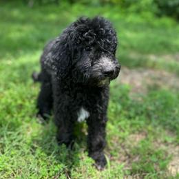 Amethyst - Black and white female Aussiedoodle puppy in Corydon, Indiana from Ridgeline Doodles