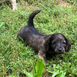 Boy 2 - Brindle Dachshund puppy in Washington, Georgia from Lizard Lick Longhair Dachshunds