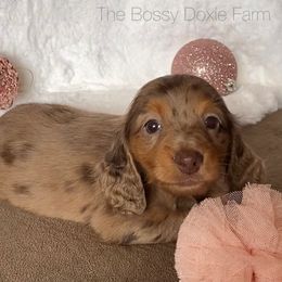 Dachshund and Miniature Schnauzer Puppies from The Bossy Doxie Farm