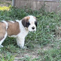 Ocean - Orange and white female Saint Bernard puppy in Warrensburg, Missouri from Hirt House Saints