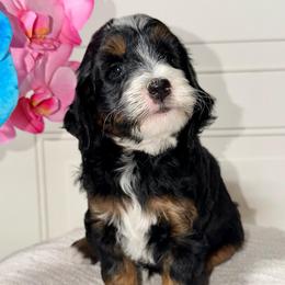 Blueberry - Phantom male Goldendoodle puppy in Beecher, Illinois from Erica’s Doodles