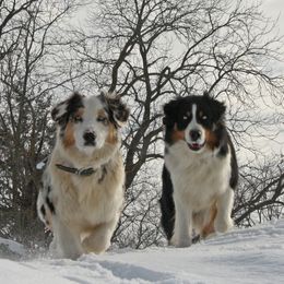 Australian Shepherds from Danker Farms