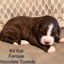 Kit Kat - Brown and white female Bernedoodle puppy in Royse City, Texas from Platinum Bernedoodles of Texas