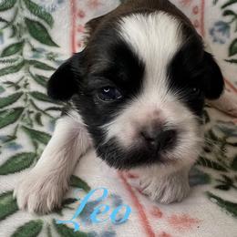 Leo - Gold and white male Shih Tzu puppy in Hemet, California from Aloha Shih Tzu