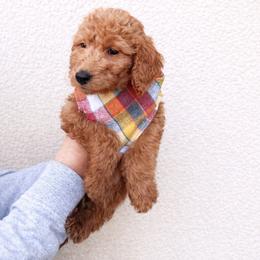 Dasher - Apricot male Goldendoodle puppy in Sanford, Florida from Florida Coast Golden Doodles