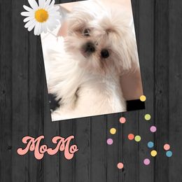 MoMo - Shih Tzu