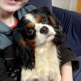 Rex - Cavalier King Charles Spaniel