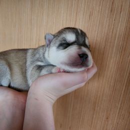 Sterling - Gray and white male Siberian Husky puppy in Madison, Georgia from Thornbury Kennel