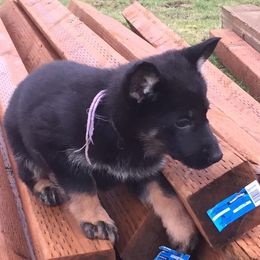 German Shepherds from Von Grunheide Shepherds