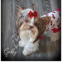 Gabby - Yorkshire Terrier