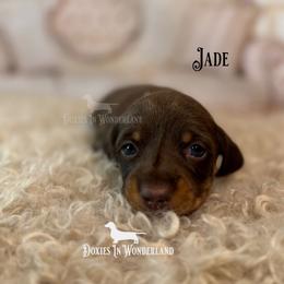 Jade - Chocolate and tan male Dachshund puppy in Rainier, Oregon from Doxies in Wonderland