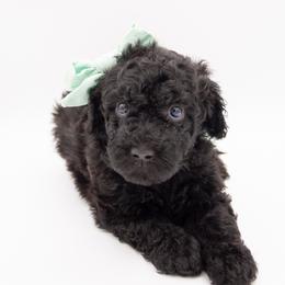 Jasmine - Mint Collar - Black female Labradoodle puppy in Lehi, Utah from Our Little Farm Life Doodles