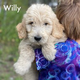 Willy - Goldendoodle puppy in Lancaster, Minnesota from North Star Dog Training