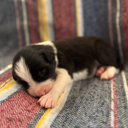 Statler - Black and white male Border Collie puppy in Mesa, Arizona from Ranch Girl Border Collies