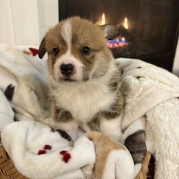 Donald 🦆 - Red male Pembroke Welsh Corgi puppy in Washington from KB Corgis