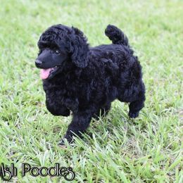 Poodle Puppies from Anna-Ash Poodles